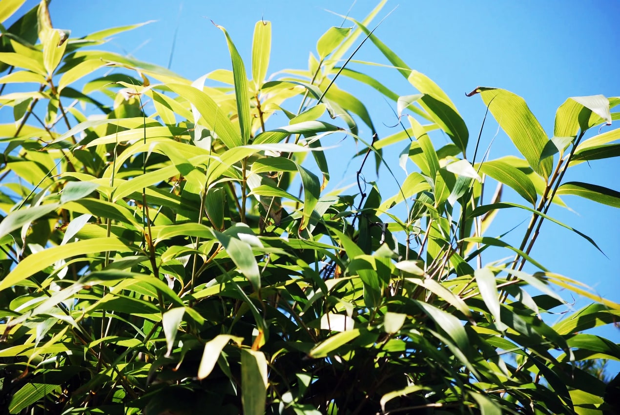 bamboo_seedlings_2-min