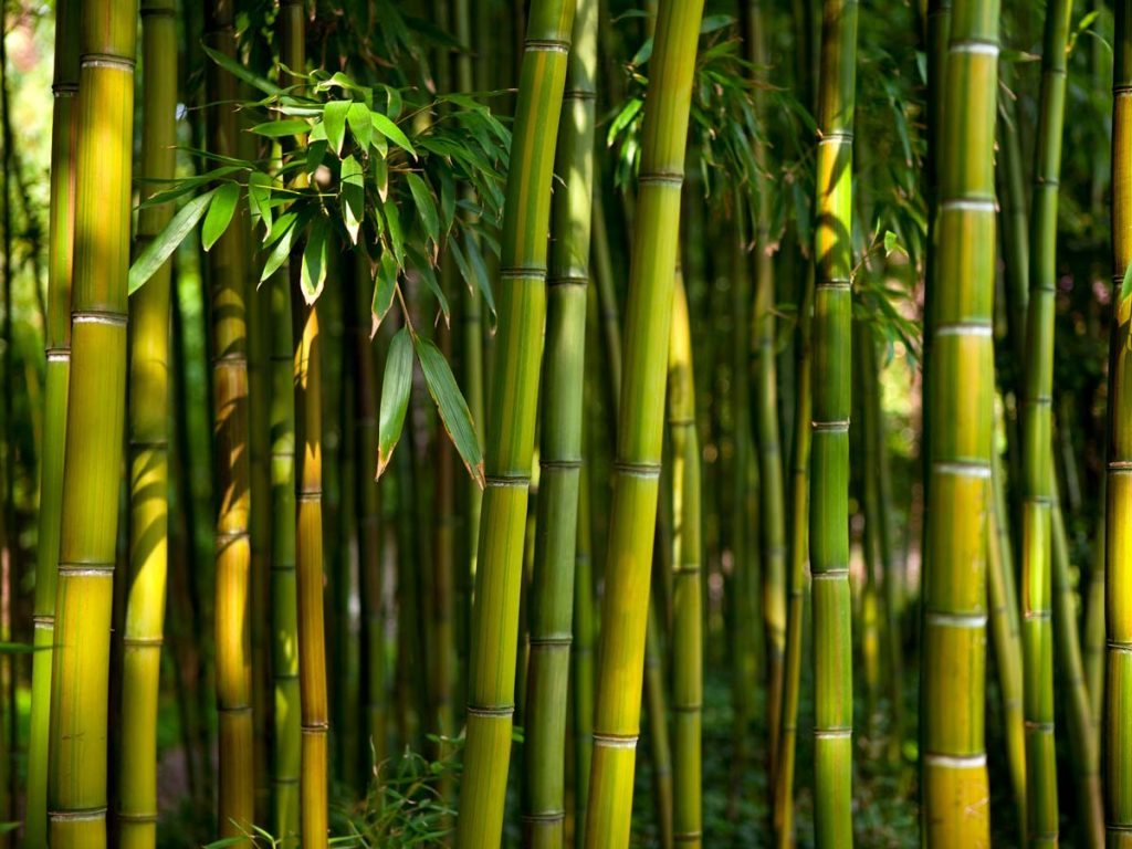 bamboo_stalks-1024×768-1